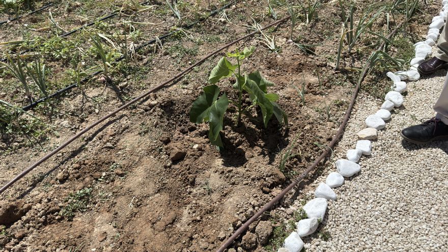 Plantan un esqueje procedente de la higuera de la casa de Miguel Hernández en el huerto de la prisión Murcia II