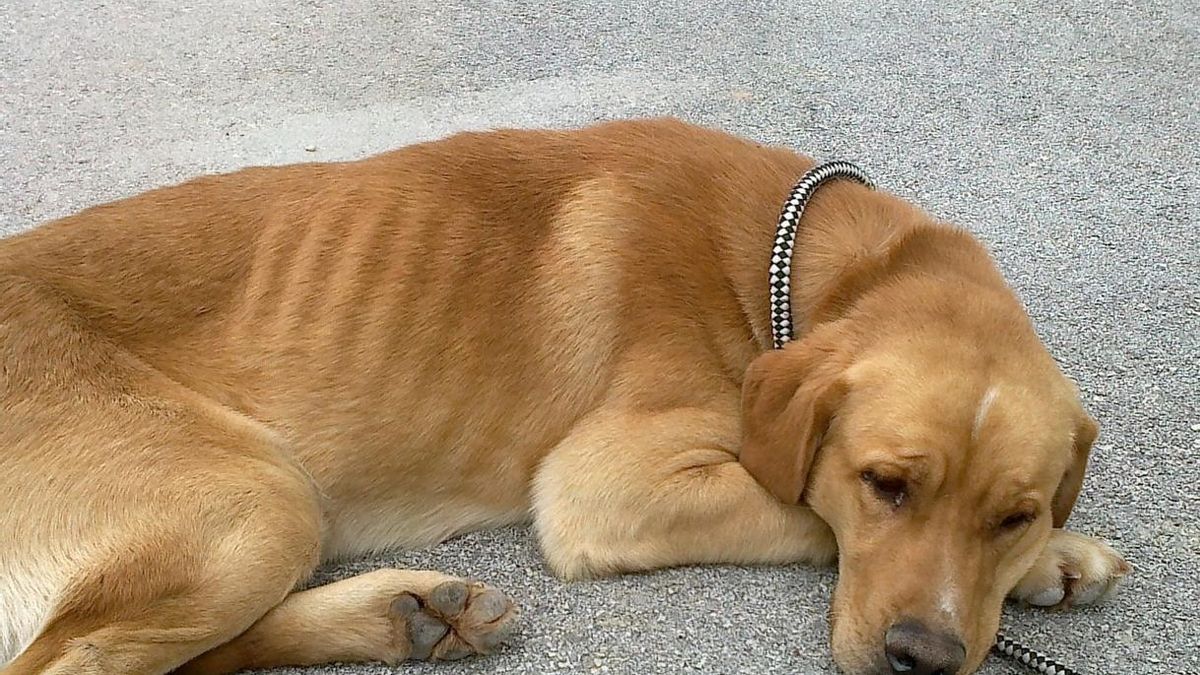 La Protectora de Animales de Málaga rescata a más de 800 animales durante el primer semestre de 2018