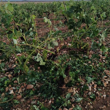 Daños en las viñas de Landete