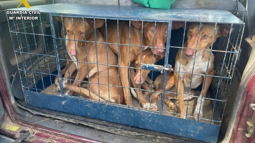 En un coto de caza mayor de Monesterio, Badajoz, detenidos dos furtivos bien pertrechados