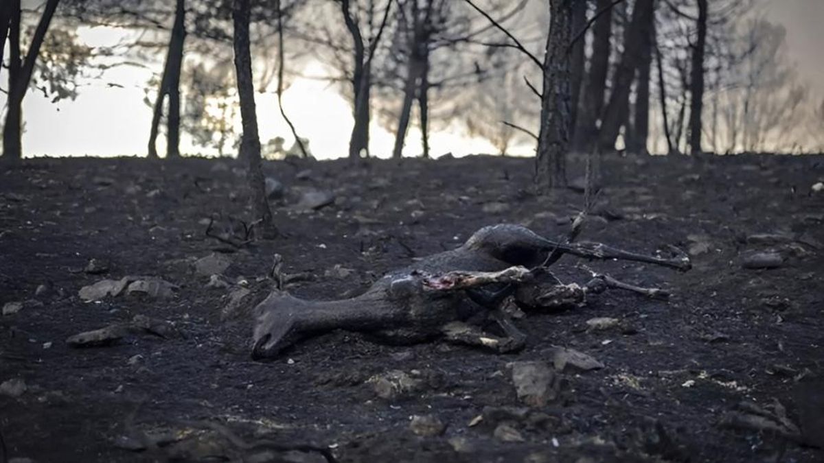 La Junta dice que permite cazar más fauna silvestre en zonas arrasadas por incendios porque dañan su regeneración