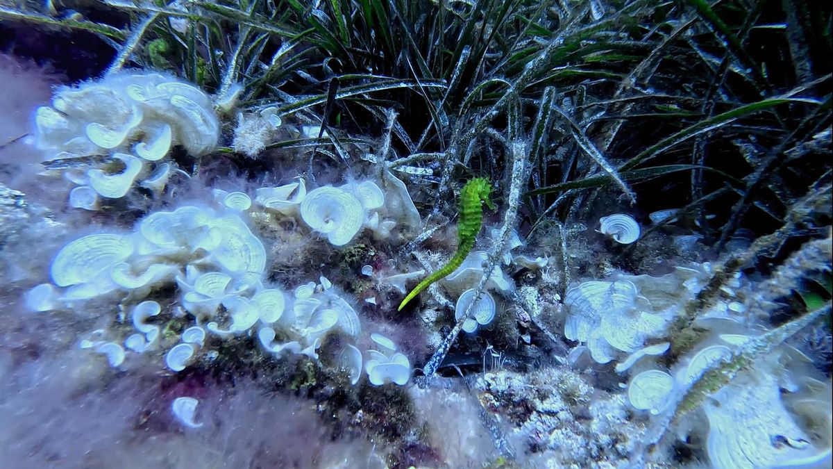 Caballito de mar liberado.