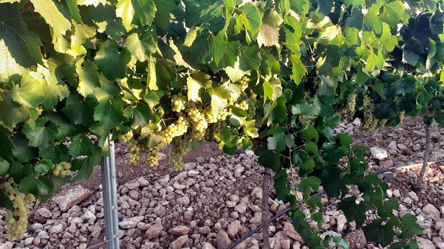 La Cooperativa 'El Progreso' de Villarrubia de los Ojos adelanta la vendimia