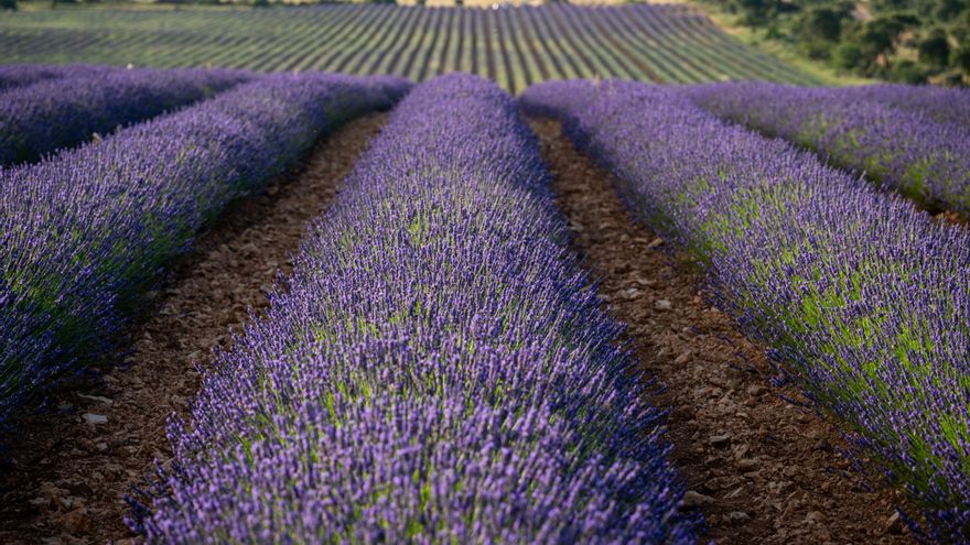 Castilla-La Mancha trabaja en la creación de una marca de calidad para la lavanda producida en la región