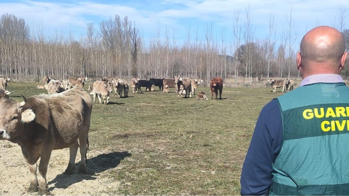 Dos ganaderos de San Andrés del Rabanedo, investigados por robar en otra explotación de Sariegos