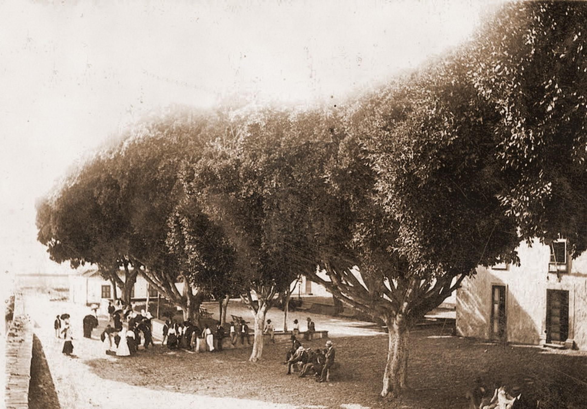 Laureles de India en la Plaza de Aridane.