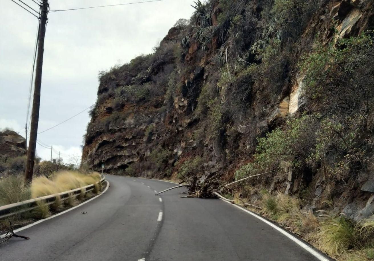 Plantas tumbadas por el viento en la carretera a Santo Domingo (Garafía)