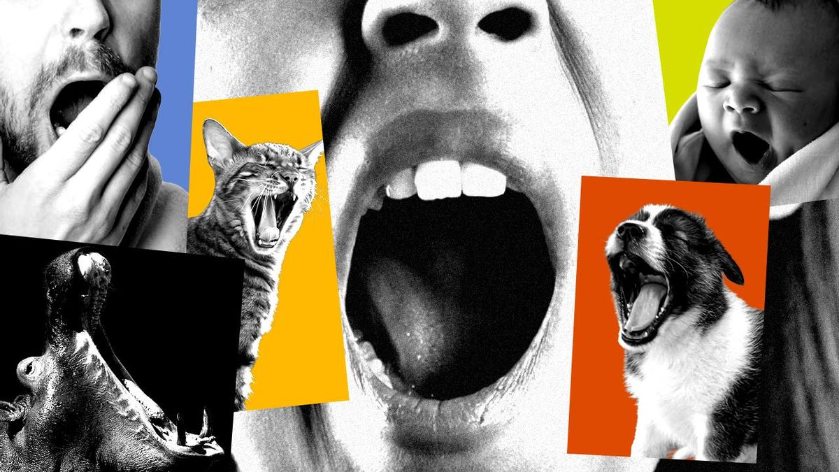 ¿Por qué bostezamos? Seguramente no sea por la razón que crees