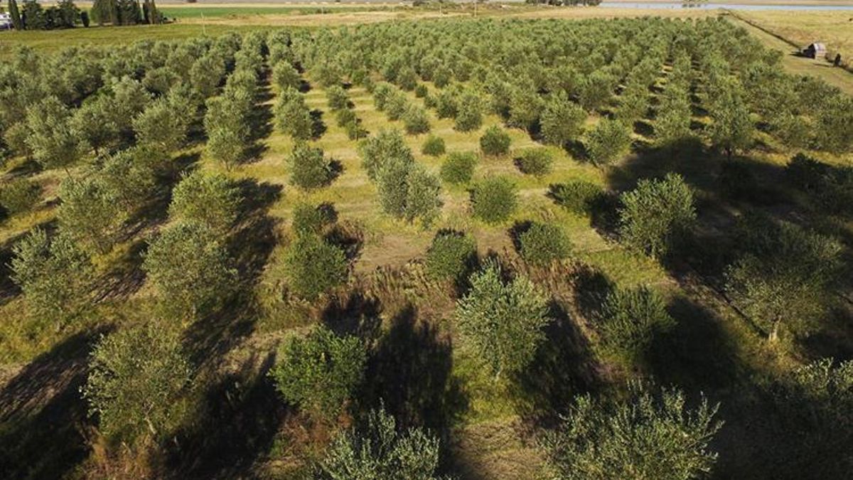 Sabores del mediterráneo en Argentina: las fincas de olivares donde se cultiva el aceite virgen extra del país en la provincia de Buenos Aires
