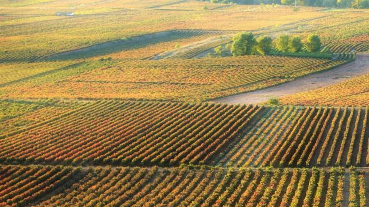 Los viñedos son uno de los paisajes más típicos de La Rioja.