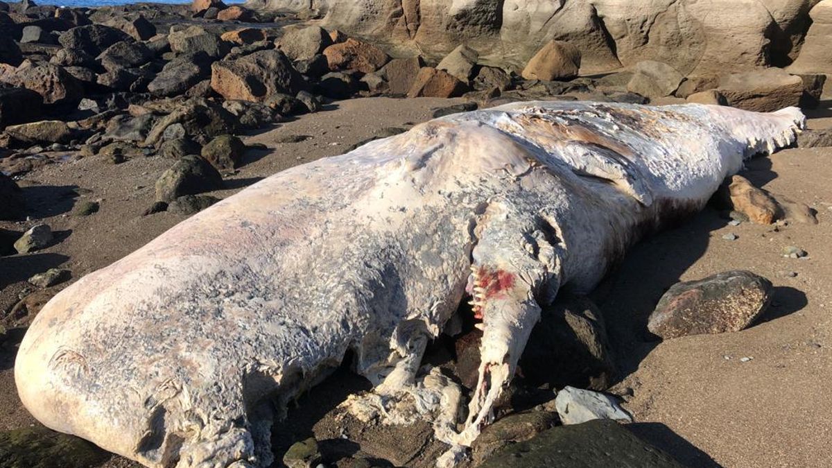 Cachalote varado en la costa de Mogán
