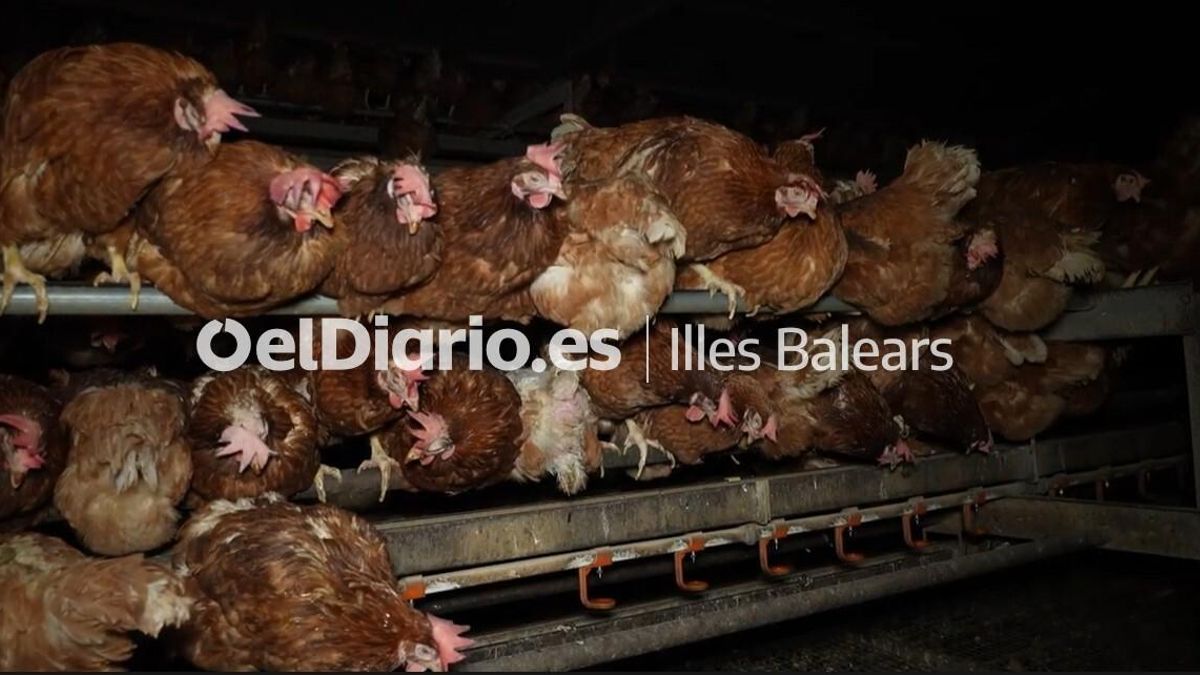Estas gallinas, que viven en condiciones insalubres, cuentan con un certificado de bienestar animal.