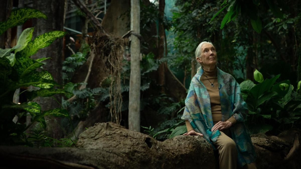 Muere Jane Goodall, experta mundial en chimpancés e icono de la ecología del siglo XX