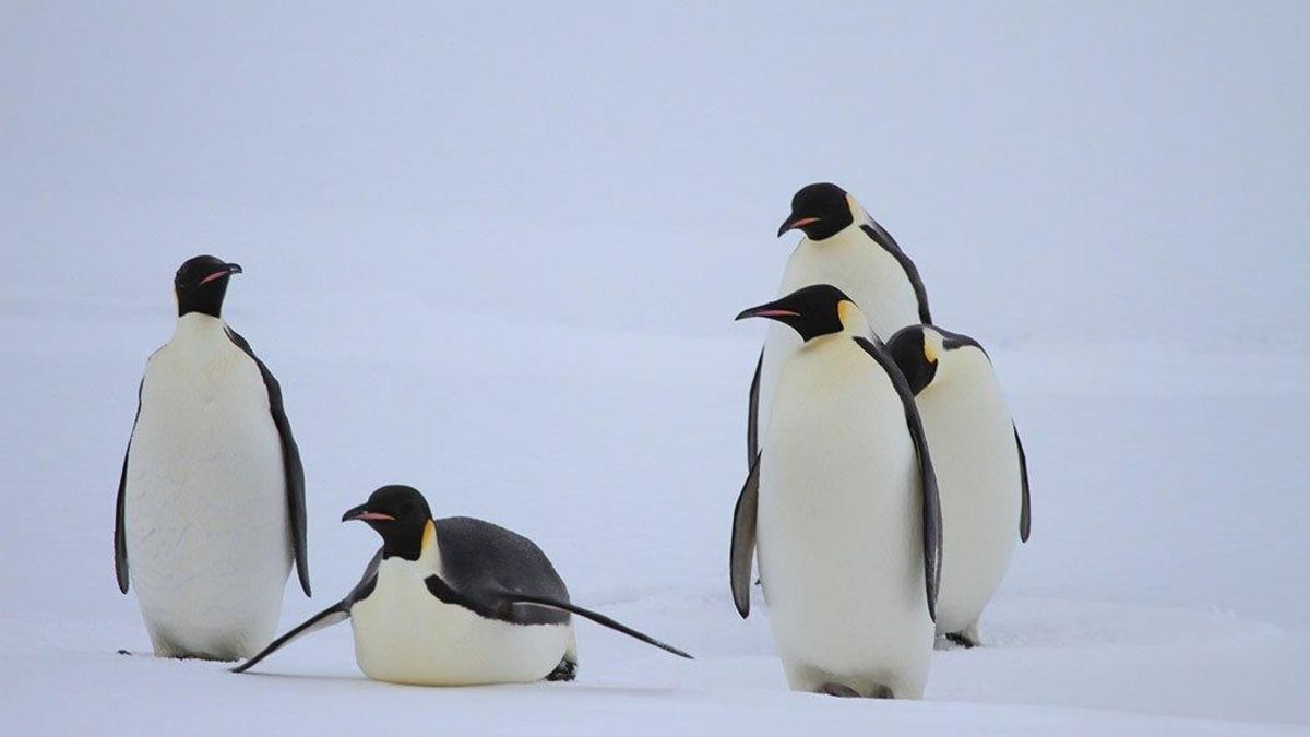 El proceso fisiológico obliga a depender de reservas y evitar el agua