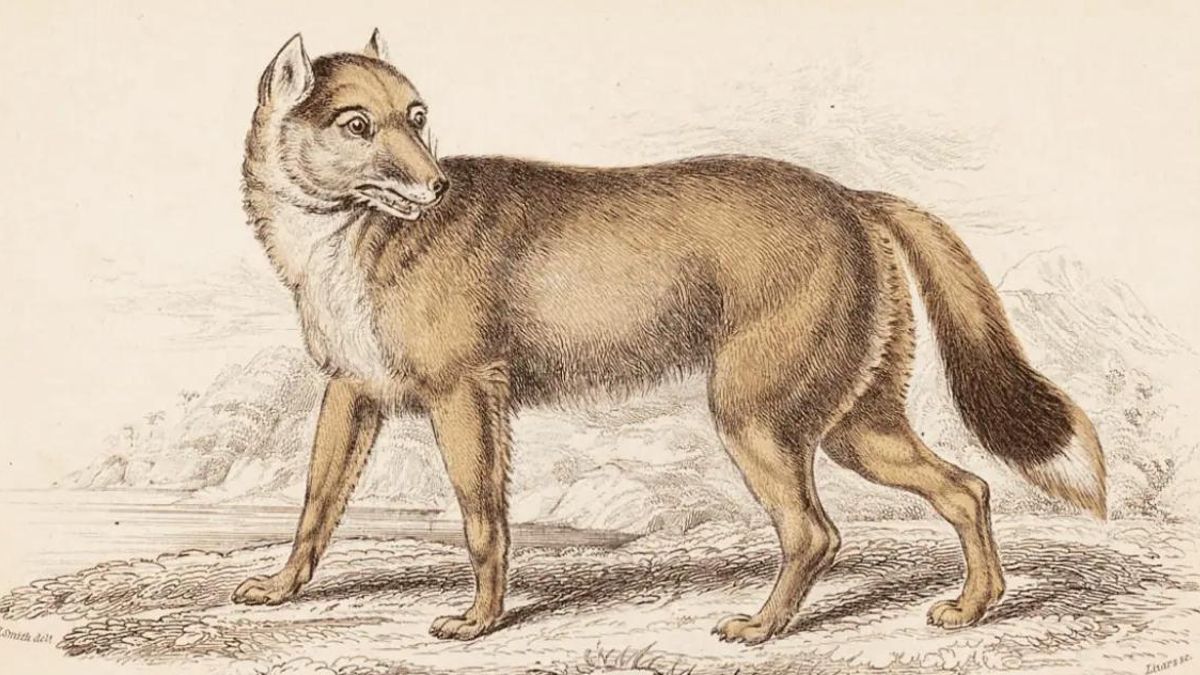 La llegada de colonos británicos convirtió al warrah en enemigo del ganado