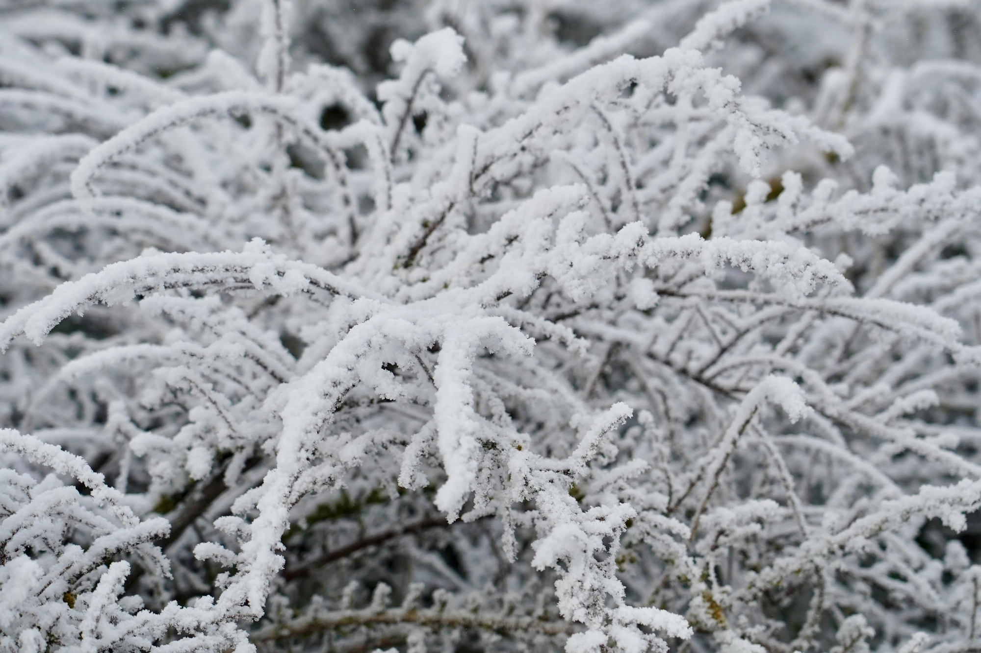 León se hiela y se queda blanco este martes