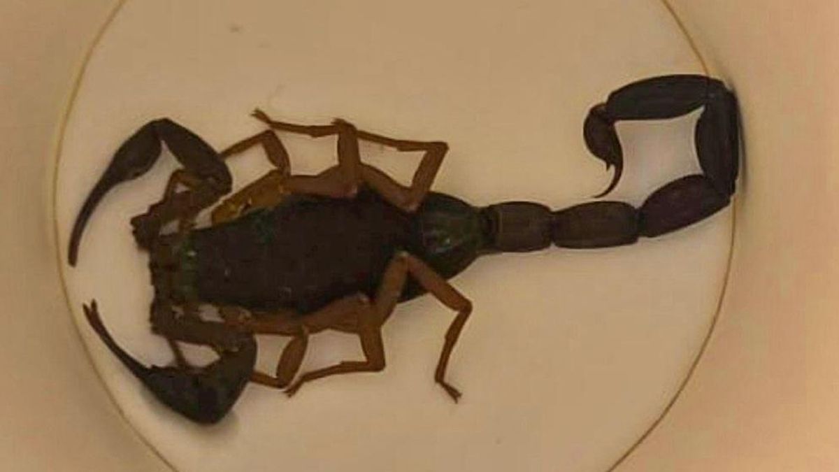La picadura venenosa de un escorpión obliga a hospitalizar a una mujer que se hospedaba en un hotel de Alcorcón