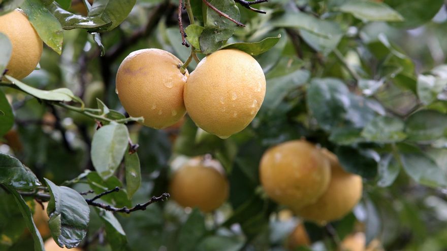 Naranjas en Tejeda (Gran Canaria) mojadas por la lluvia.