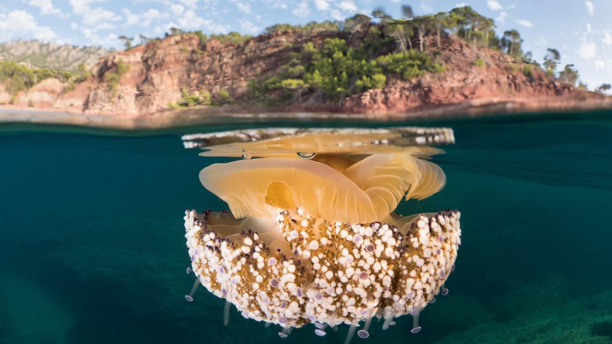 Una medusa huevo flota frente en la costa de la serra de Tramuntana (Mallorca) a finales de verano.