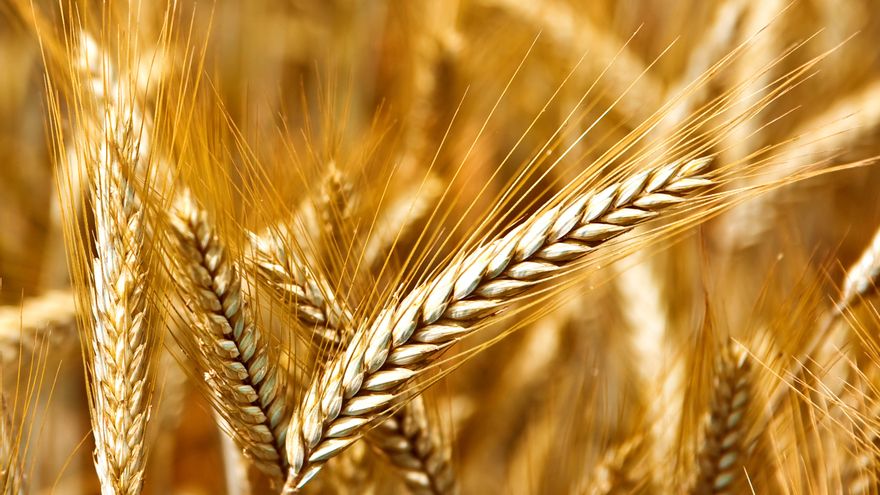 Agricultores y ganaderos temen “una subida aún mayor de los costes de producción” por el conflicto ucraniano