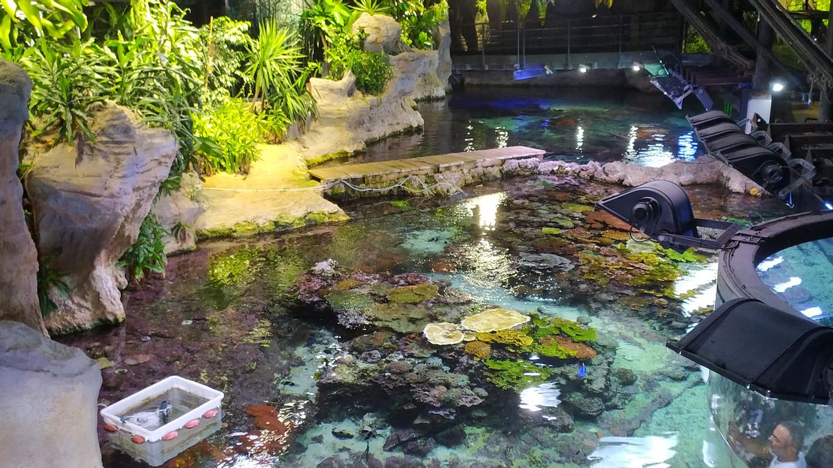 Una patente de la Universidad de Las Palmas optimiza la recogida de huevos de peces en los grandes acuarios públicos