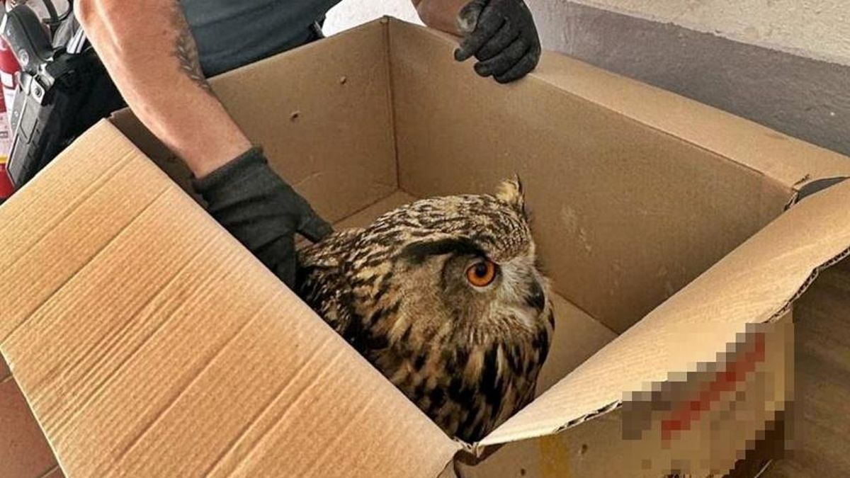 La Guardia Civil auxilia a un búho real con quemaduras en Puebla de Alcocer