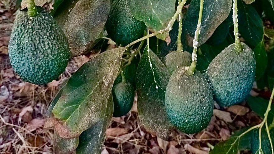 Autorizado para “uso excepcional” un insecticida que combate la cochinilla del aguacate