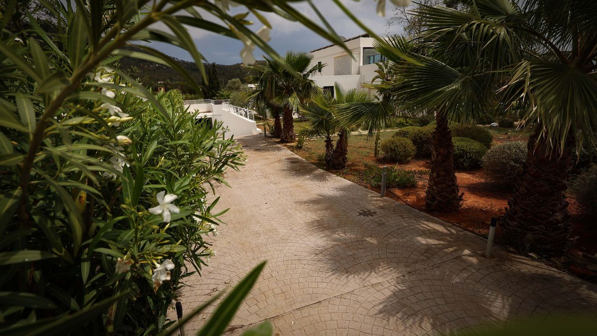 Las palmeras Washingtonia necesitan un riego moderado para mantener un crecimiento rápido.
