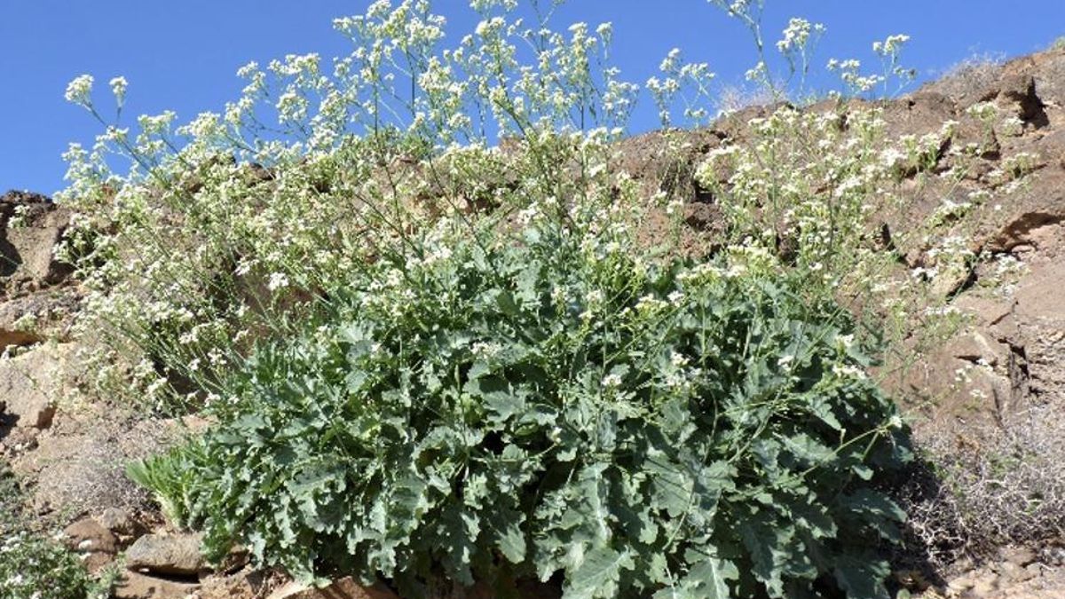 Las lluvias invernales y el ‘colino majorero’ (Crambe sventenii / Brassicaceae)