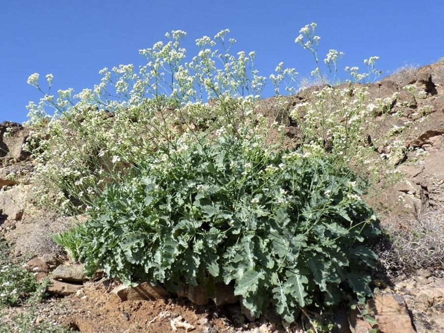 Ejemplar de 'colino' naturalizado en el Jardín Botánico de La Lajita (Fuerteventura). Foto: Stephan Scholz.