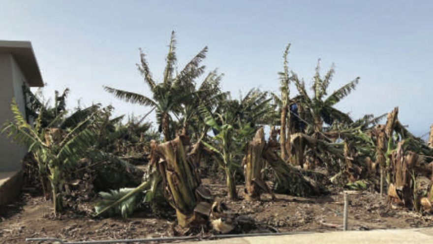 Plantación de plátanos afectada por el temporal de viento y la ola de calor.
