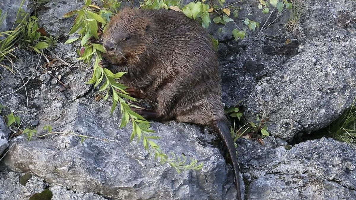 Las autoridades pasan de eliminar ejemplares a estudiar su expansión