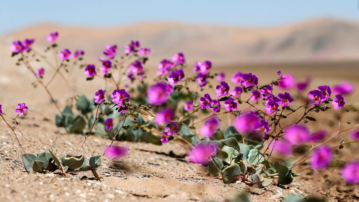 Fotografía de las flores en el desierto de Atacama