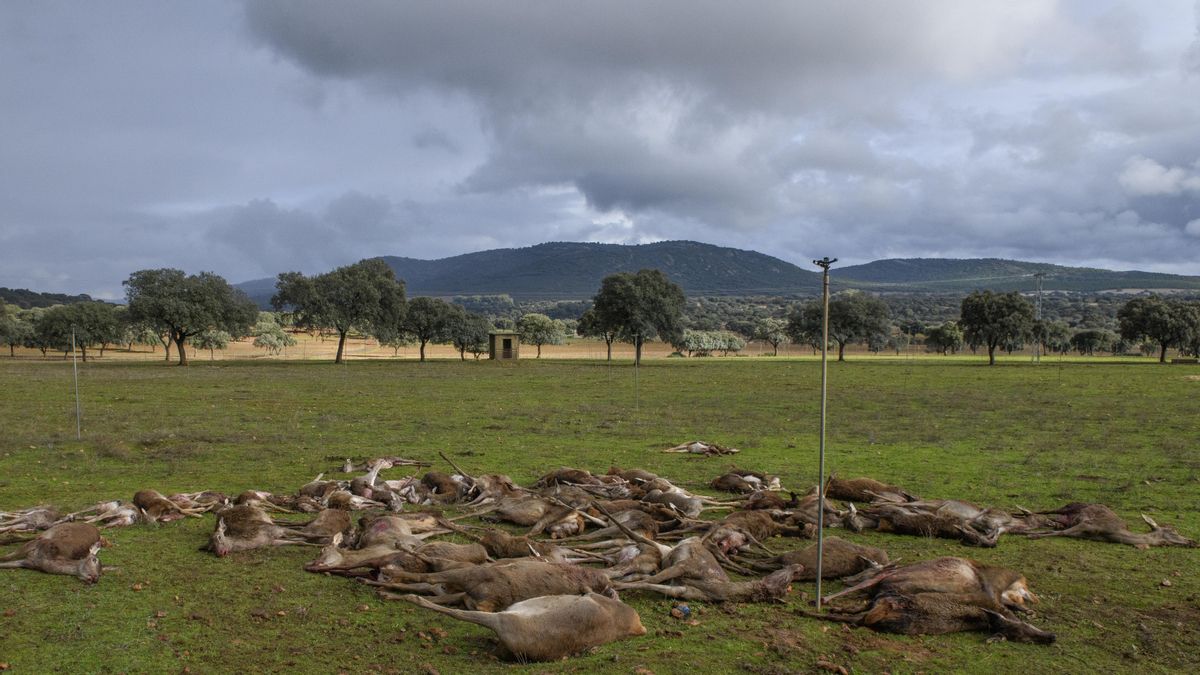 Cada ves son menos, pero más mortíferos: los cazadores baten el récord de ciervos o jabalíes muertos