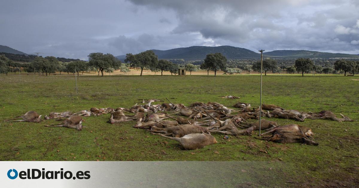 Cada vez son menos, pero más mortíferos: los cazadores baten el récord de ciervos, jabalíes o corzos muertos