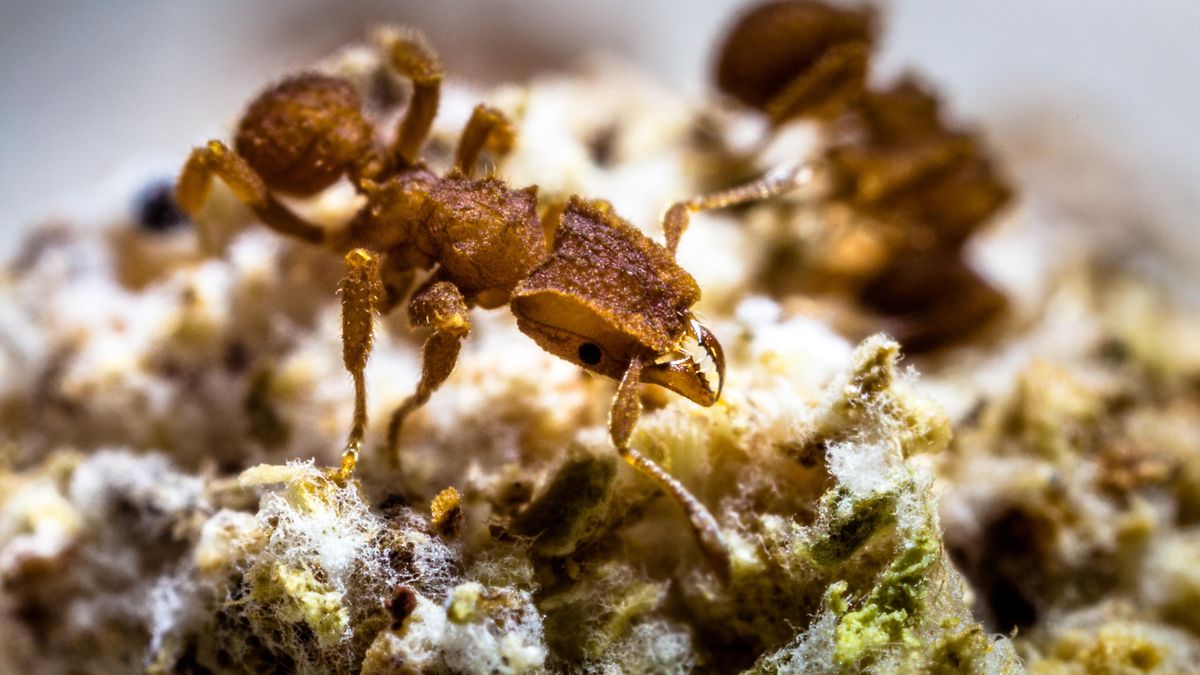 La organización interna de la planta se basa en compartimentos completamente aislados que mantienen a cada grupo de hormigas en su propio espacio