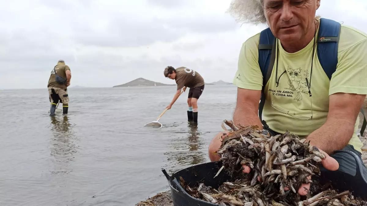 Recogida de peces muertos en el Mar Menor en 2021 (archivo) ANSE
