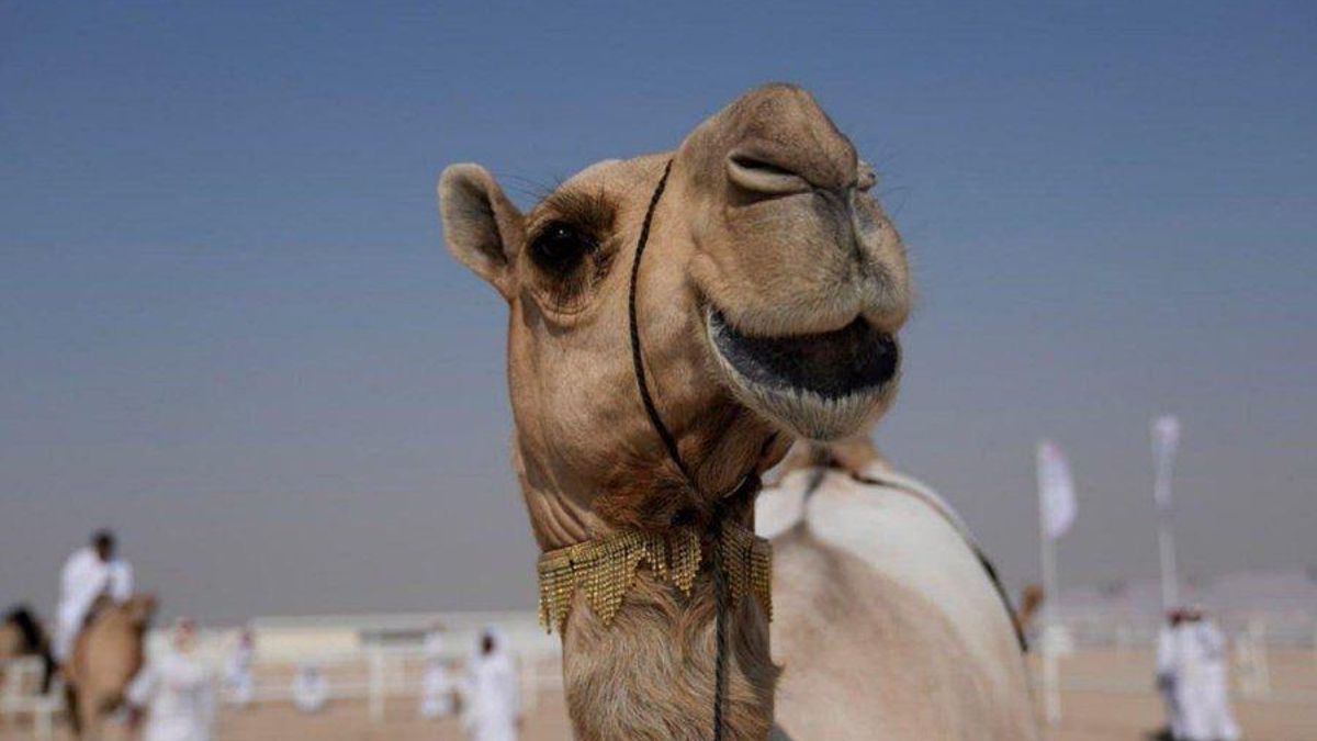 El jurado revisa color del pelo, forma del cuello, cabeza, labios, pestañas y joroba