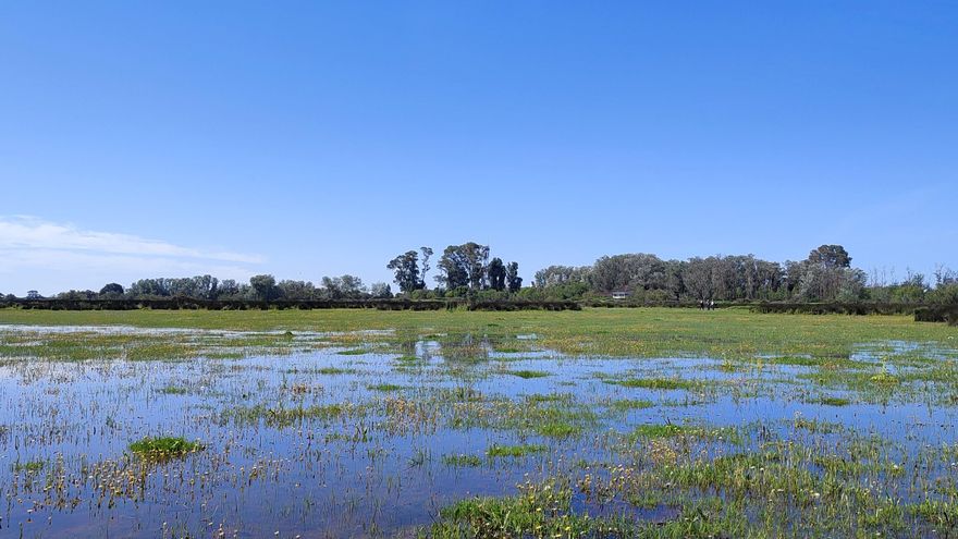 Las abundantes lluvias de marzo alivian a Doñana pero "no solucionan su problema invisible": la sobreexplotación del acuífero