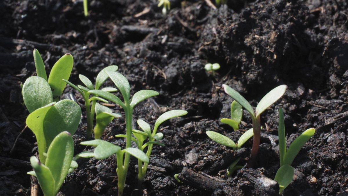Los científicos plantean nuevas aplicaciones agrícolas con vibraciones