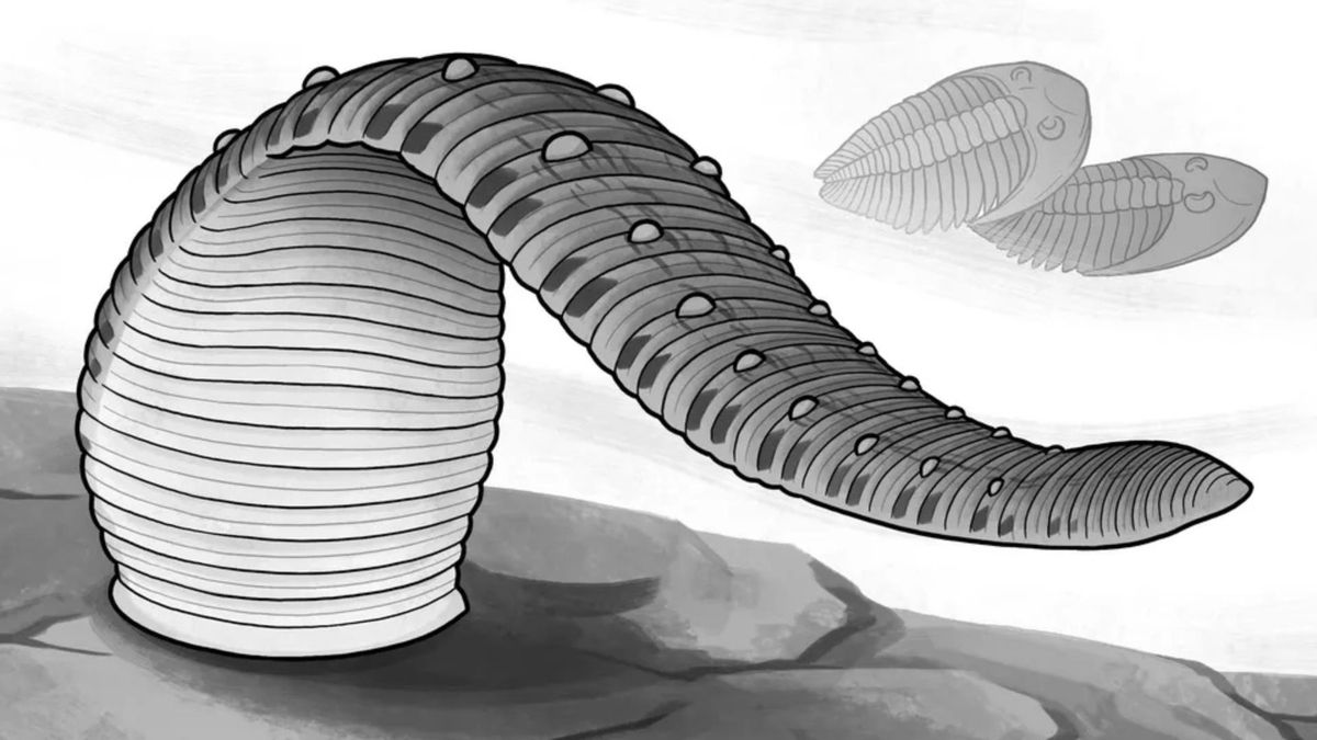 Las sanguijuelas no siempre fueron chupasangre: hace millones de años devoraban a sus presas enteras