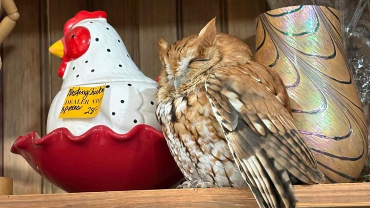 Encuentran un búho descansando en un estante de una tienda de antigüedades de Nueva York