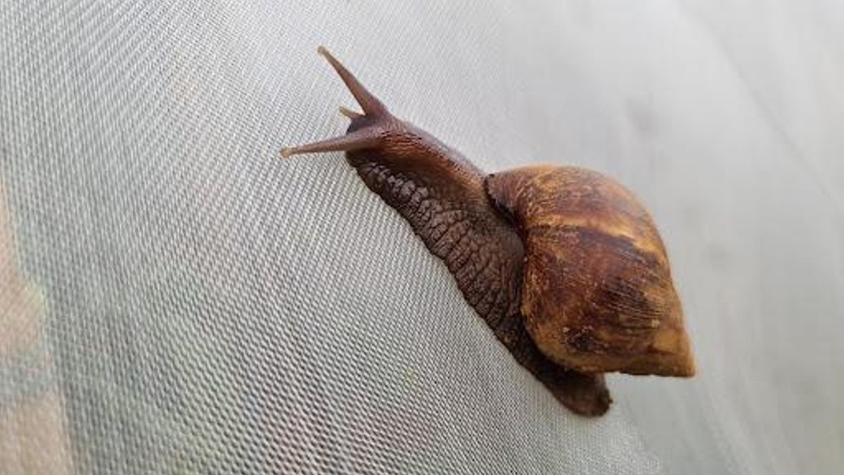 El caracol africano puede alcanzar los 28 centímetros de longitud