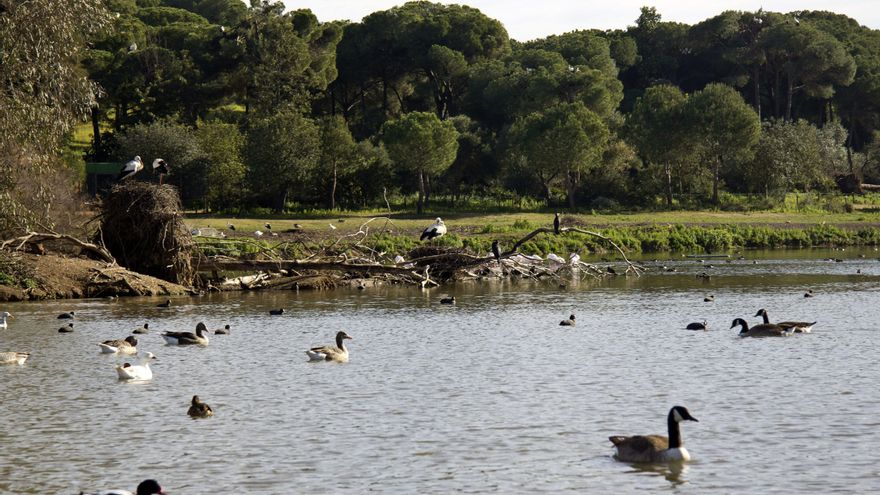Los fertilizantes y la mala depuración amenazan el agua que llega a Doñana