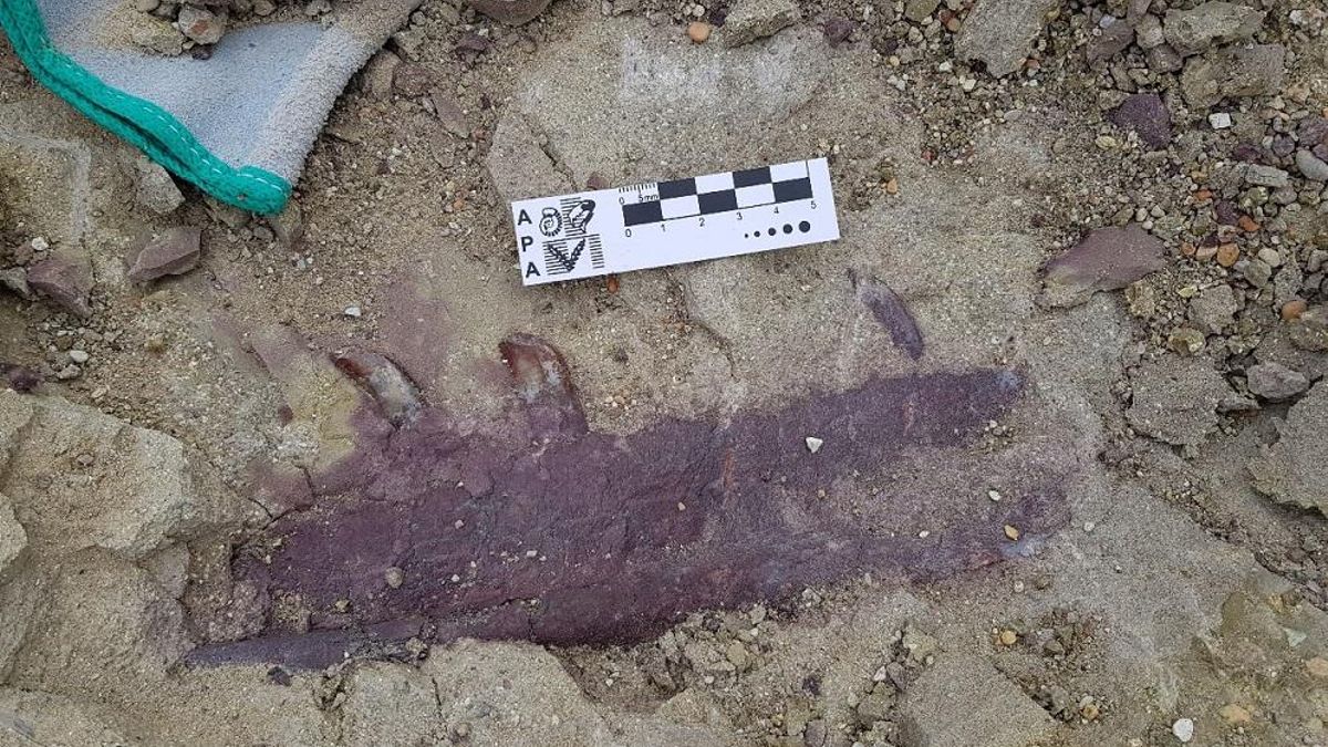 Mandíbula derecha de Joaquinraptor casali.