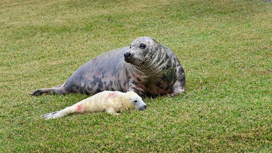 La cría de foca gris recién nacida en el minizoo de la Magdalena con su madre.