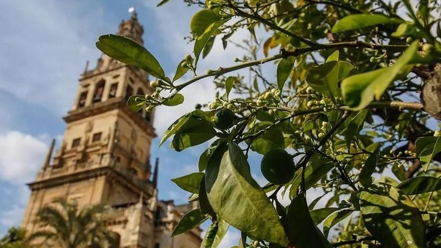 De azahar, redes sociales y el sacrificio del emigrante