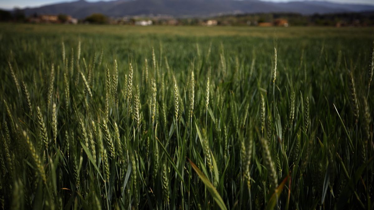 El medio rural abandonado por la Comisión Europea: Impidámoslo