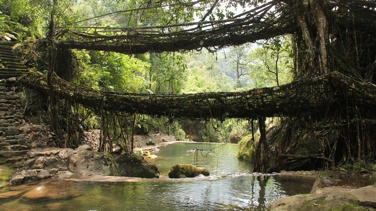 Las raíces que unen pueblos: así son los puentes vivos del noreste de la India, una obra de ingeniería natural que tarda años en construirse