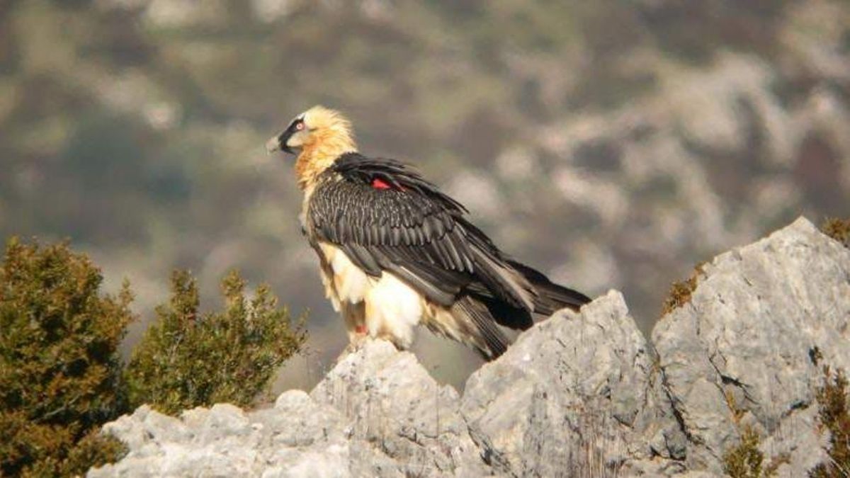 Un quebrantahuesos en el Parque Nacional de Ordesa y Monte Perdido.